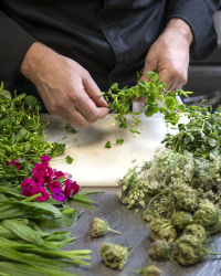 Choix de plantes aromatiques, restaurant Hervé Busset, dans l'Aveyron à Rodez